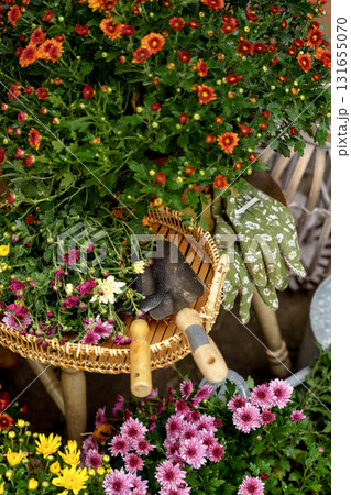 Colorful autumn chrysanthemums with gardening tools and gloves in a cozy garden setting. 131655070