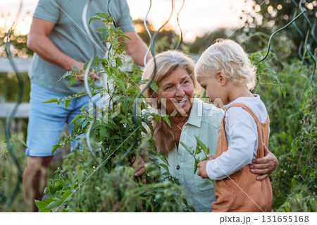 Little boy helping grandparents on farm, picking tomatoes. 131655168