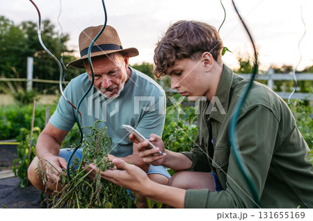 Teenager researching tomato plant disease on smartphone. Teenager researching tomato plant disease on smartphone. 131655169