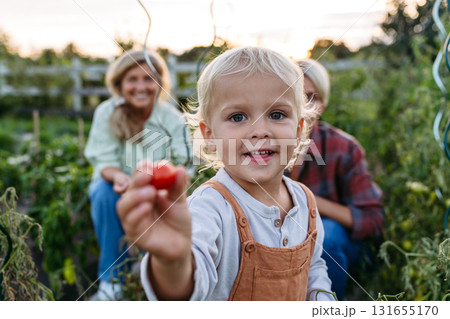 Little boy helping grandparents on farm, picking tomatoes. 131655170