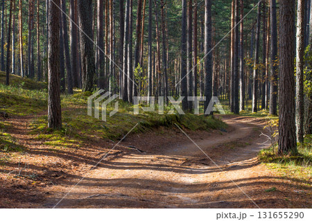 Landscape with a path in the middle of a pine forest at sunset Landscape with a path in the middle of a pine forest at sunset 131655290