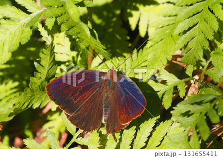 ムラサキツバメ（オス） 131655411