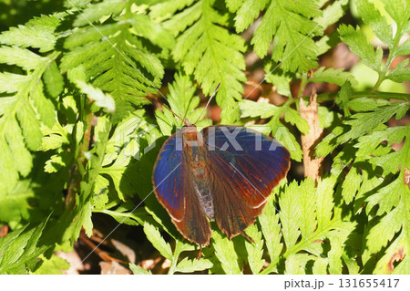 ムラサキツバメ(オス) ムラサキツバメ(オス) 131655417