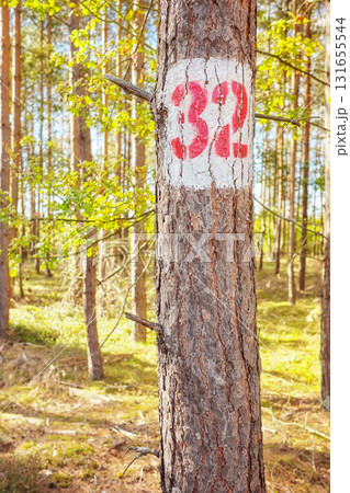 A tree with the number thirty two painted on it, selective focus. 131655544