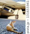Doha, Qatar, 27.01.2020. Street cat sits on the pavement near the National Museum of Qatar, a modern architectural landmark designed by Jean Nouvel. 131655941