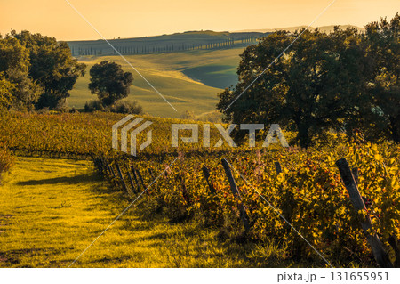 Golden hour vineyard landscape with rolling hills rowed vines and sunlit trees across a tranquil countryside 131655951