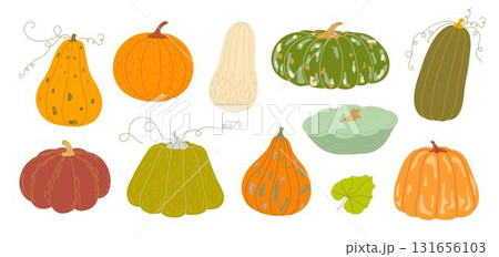 Pumpkins set hand drawn vector illustration in warm orange colors, vegetable for seasonal autumn, fall holidays celebration design, healthy vegetarian diet ingredient, Thanksgiving, Halloween clipart 131656103