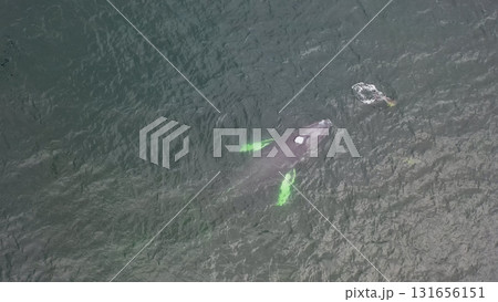 Humpback Whales, Megaptera novaeangliae, travelling and blowing in Donegal Bay, Ireland 131656151