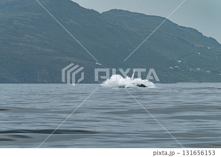 Humpback Whale, Megaptera novaeangliae, making a big splash after breaching in Donegal Bay, Ireland 131656153