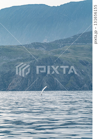 Humpback Whale, Megaptera novaeangliae, showing his fins and in Donegal Bay, Ireland 131656155