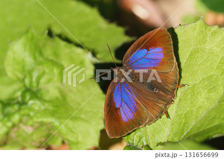 ムラサキツバメ(メス) ムラサキツバメ(メス) 131656699