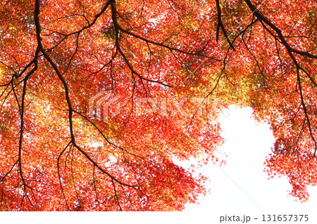 モミジ紅葉 131657375
