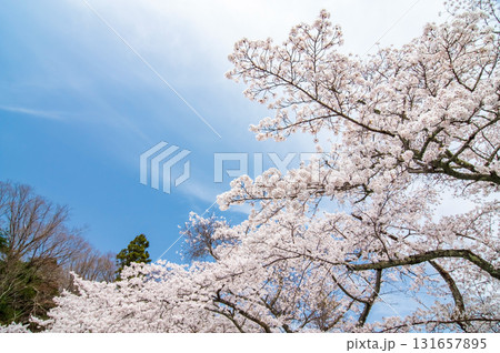 青蓮寺湖の桜《三重県 名張市》 131657895