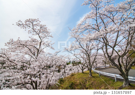 青蓮寺湖の桜《三重県 名張市》 青蓮寺湖の桜《三重県 名張市》 131657897