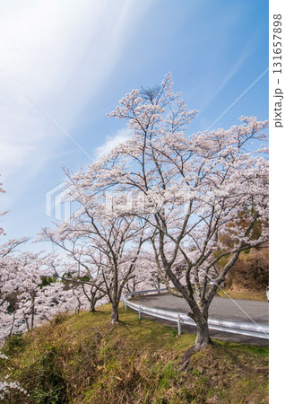 青蓮寺湖の桜《三重県 名張市》 青蓮寺湖の桜《三重県 名張市》 131657898