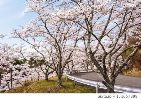 青蓮寺湖の桜《三重県 名張市》 青蓮寺湖の桜《三重県 名張市》 131657899