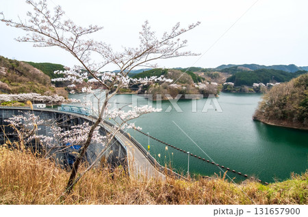 青蓮寺湖の桜《三重県 名張市》 青蓮寺湖の桜《三重県 名張市》 131657900