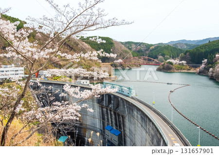 青蓮寺湖の桜《三重県 名張市》 青蓮寺湖の桜《三重県 名張市》 131657901