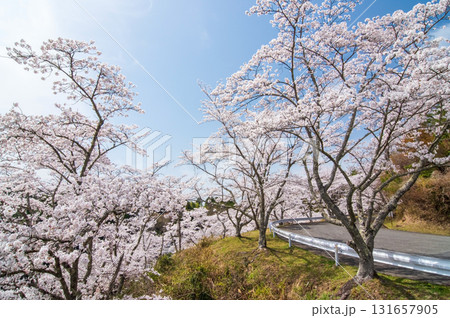 青蓮寺湖畔の桜《三重県 名張市》 131657905