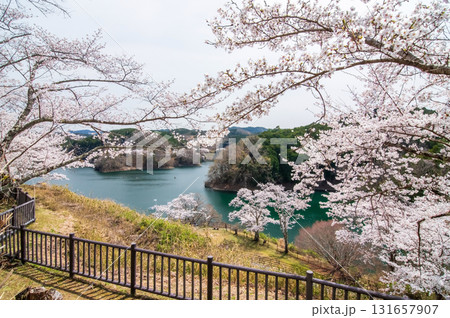 青蓮寺湖の桜《三重県 名張市》 青蓮寺湖の桜《三重県 名張市》 131657907