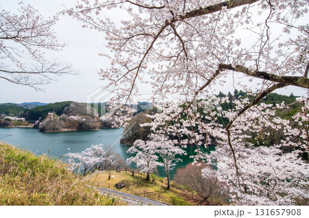 青蓮寺湖の桜《三重県 名張市》 青蓮寺湖の桜《三重県 名張市》 131657908