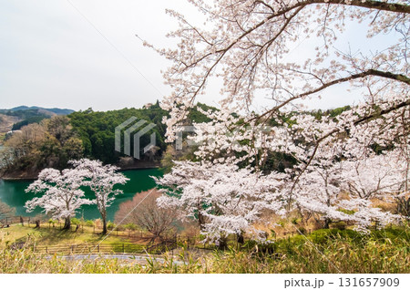 青蓮寺湖の桜《三重県 名張市》 青蓮寺湖の桜《三重県 名張市》 131657909