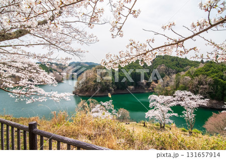 青蓮寺湖の桜《三重県 名張市》 青蓮寺湖の桜《三重県 名張市》 131657914