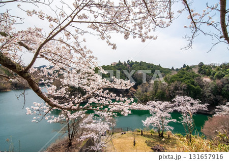 青蓮寺湖の桜《三重県 名張市》 青蓮寺湖の桜《三重県 名張市》 131657916