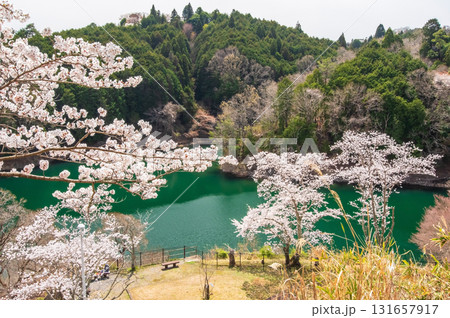 青蓮寺湖の桜《三重県 名張市》 青蓮寺湖の桜《三重県 名張市》 131657917