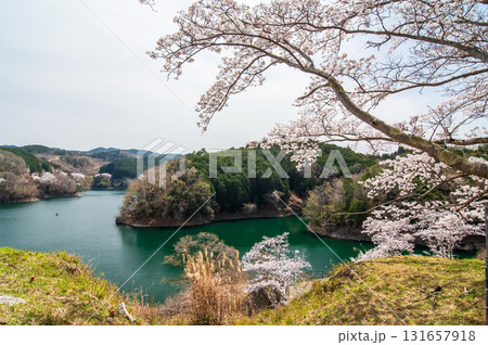 青蓮寺湖の桜《三重県 名張市》 131657918