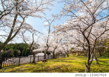青蓮寺湖の桜《三重県 名張市》 青蓮寺湖の桜《三重県 名張市》 131657919