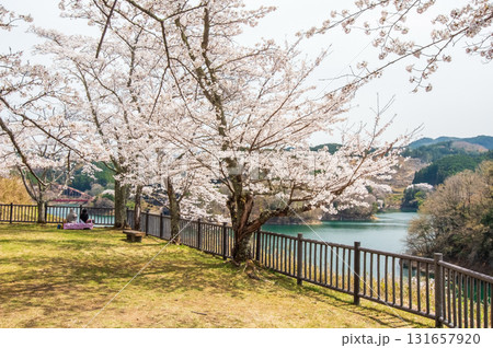 青蓮寺湖の桜《三重県 名張市》 131657920