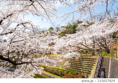青蓮寺湖の桜《三重県 名張市》 131657924