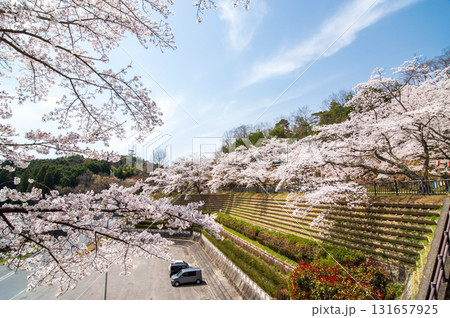 青蓮寺湖の桜《三重県 名張市》 131657925
