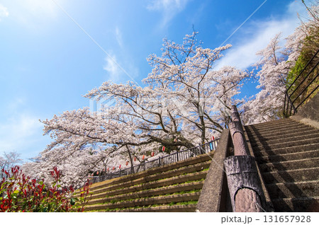 青蓮寺湖の桜《三重県 名張市》 青蓮寺湖の桜《三重県 名張市》 131657928