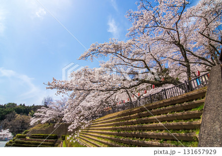 青蓮寺湖の桜《三重県 名張市》 青蓮寺湖の桜《三重県 名張市》 131657929