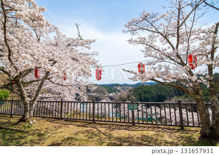 青蓮寺湖の桜《三重県 名張市》 青蓮寺湖の桜《三重県 名張市》 131657931
