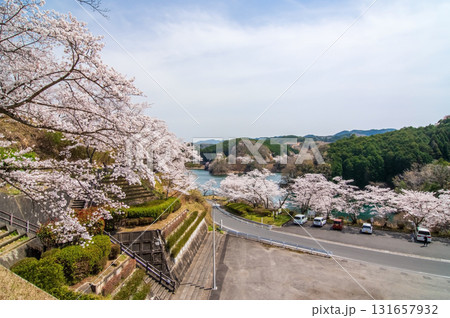青蓮寺湖の桜《三重県 名張市》 青蓮寺湖の桜《三重県 名張市》 131657932