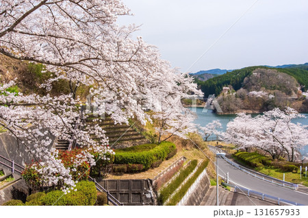 青蓮寺湖の桜《三重県 名張市》 青蓮寺湖の桜《三重県 名張市》 131657933