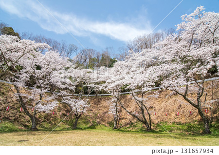 青蓮寺湖の桜《三重県 名張市》 131657934