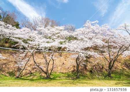 青蓮寺湖の桜《三重県 名張市》 131657936
