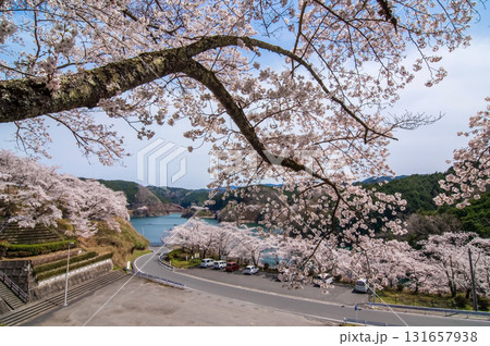 青蓮寺湖の桜《三重県 名張市》 青蓮寺湖の桜《三重県 名張市》 131657938