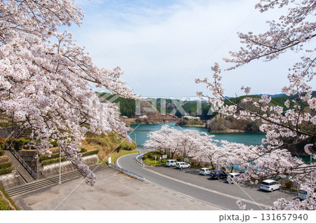 青蓮寺湖の桜《三重県 名張市》 青蓮寺湖の桜《三重県 名張市》 131657940