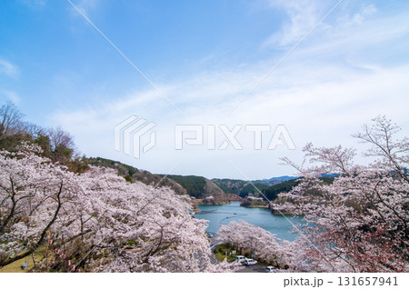 青蓮寺湖の桜《三重県 名張市》 青蓮寺湖の桜《三重県 名張市》 131657941
