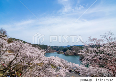 青蓮寺湖の桜《三重県 名張市》 青蓮寺湖の桜《三重県 名張市》 131657942