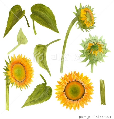Sunflower. A vibrant watercolor sunflower. A rich yellow and orange flower, delicate buds, and lush green foliage. The illustration is done in watercolor with contour elements. This set of elements is 131658004