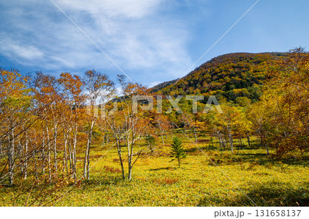 ダケカンバの紅葉 ダケカンバの紅葉 131658137