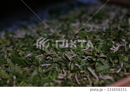 Separate silk worm via spinning wheel, Thai wisdom. process highlights sustainable textile making, natural materials, and the dedication in rural workshops. 131658151