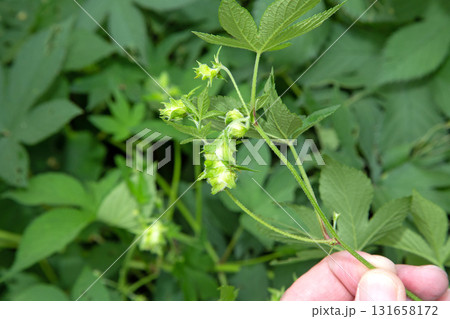 カナムグラの雌花　(秋の花粉症の原因植物) 131658172