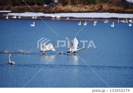 豪快に旅立つ白鳥のツガイ 131658174